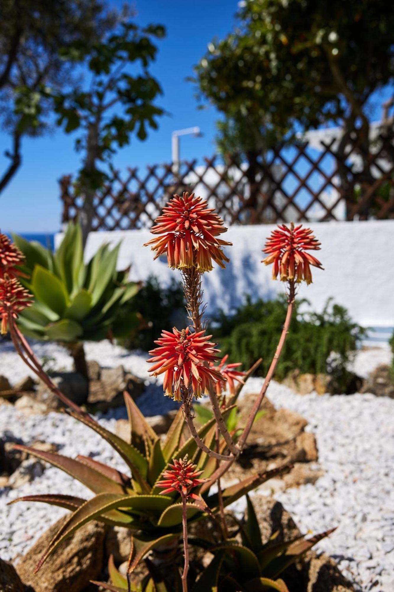 Sand Lily Villa Mykonos Mykonos Town المظهر الخارجي الصورة